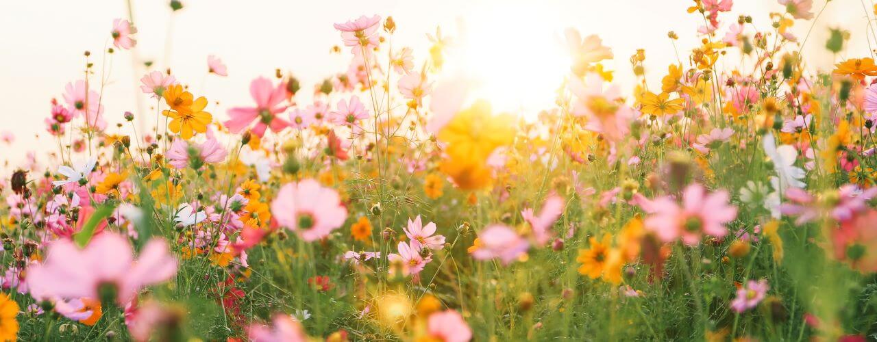 A field of pink and yellow flowers with the sun shining through them.